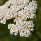 Achillea Millefolium